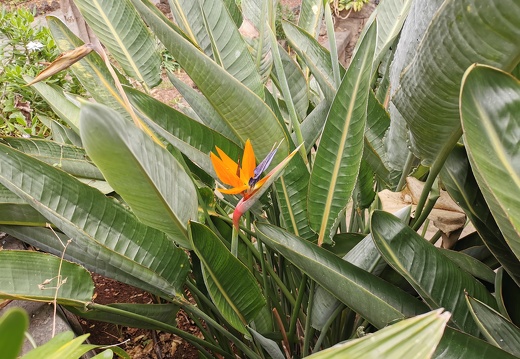 Teneriffa